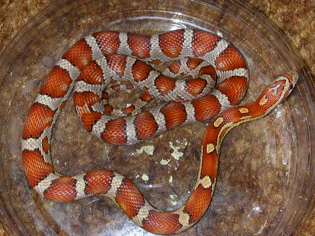 Milk Snake Phase