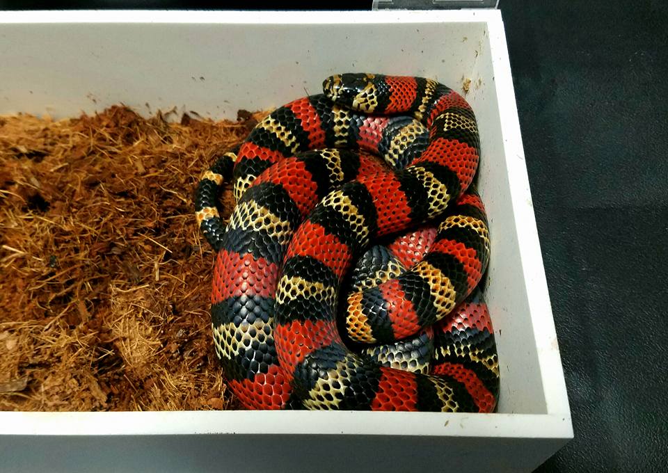 Milksnakes