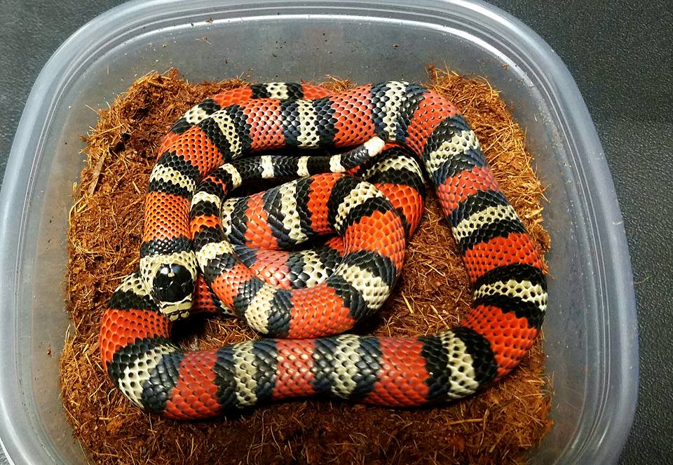Milksnakes