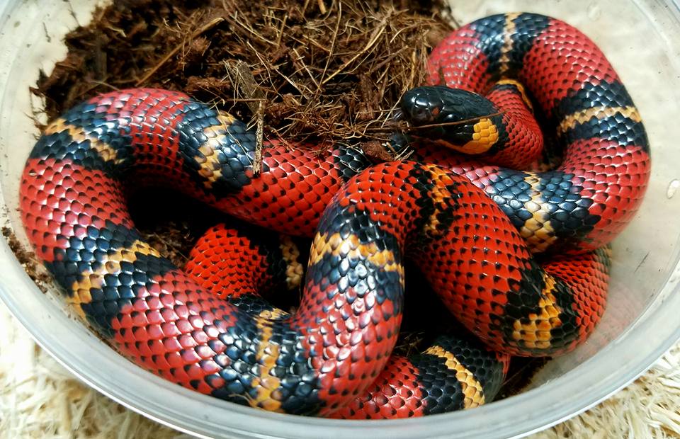 Milksnakes