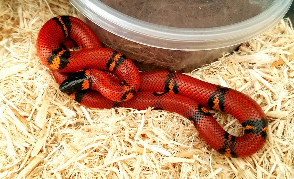 Milksnakes