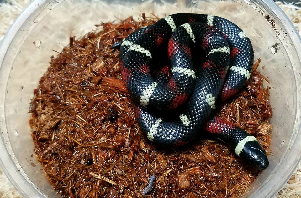 Milksnakes
