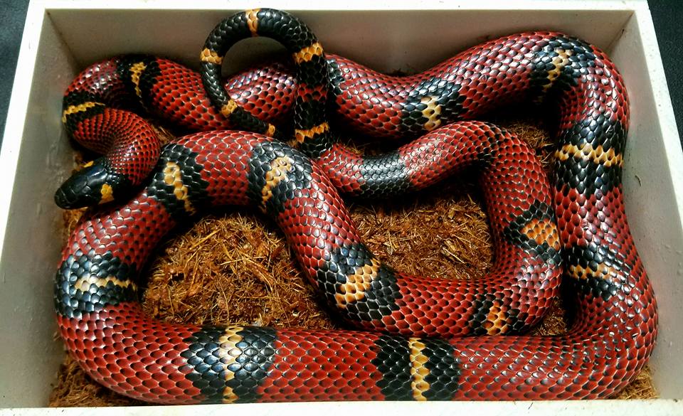 Milksnakes