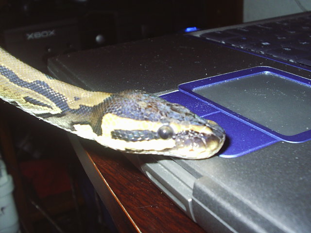 minutes before shedding