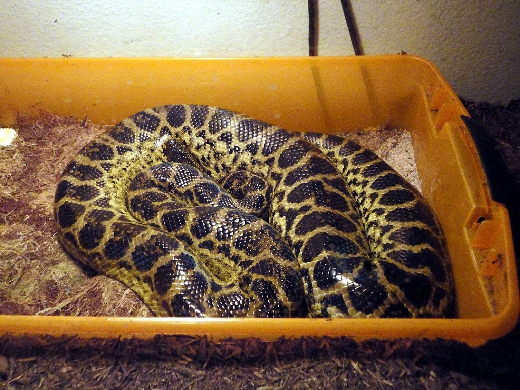 Miny, gravid 2011