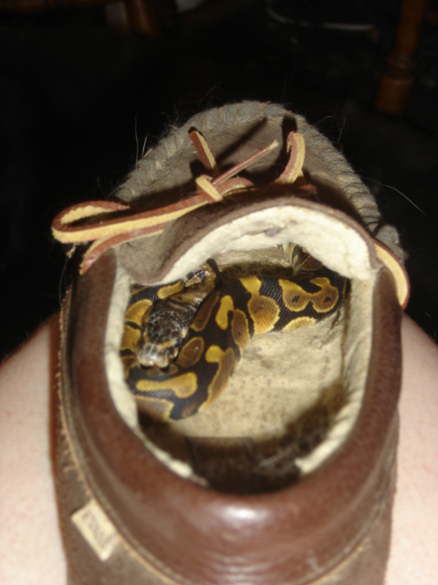 Miss Boots finds a nice hidey hole