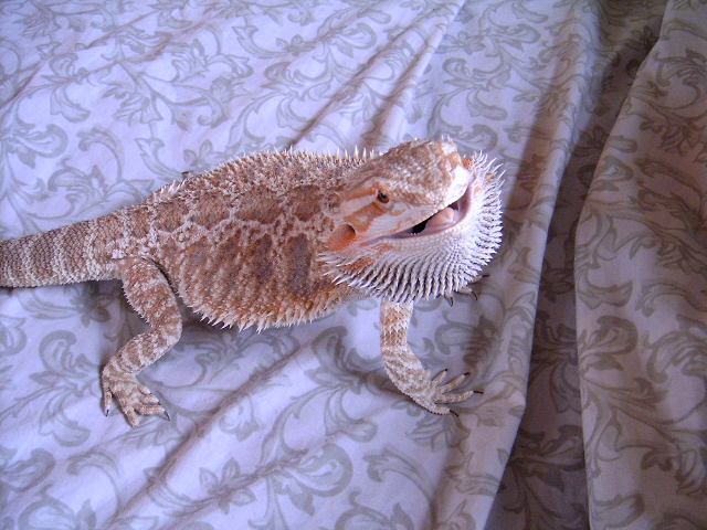 mister attitude