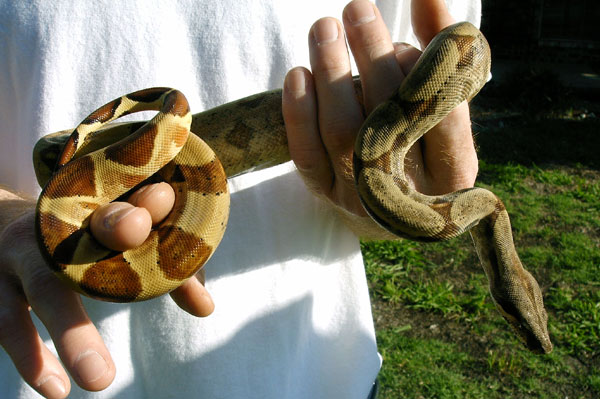 Misty after shed