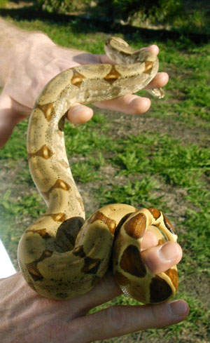 Misty's hypo pattern