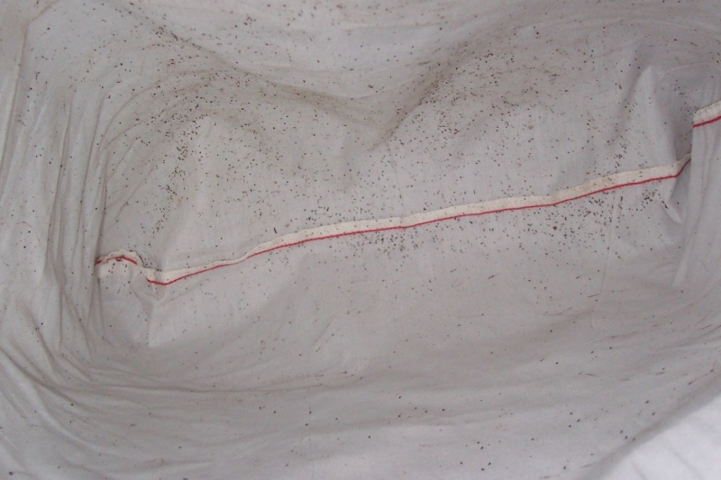 mites_1