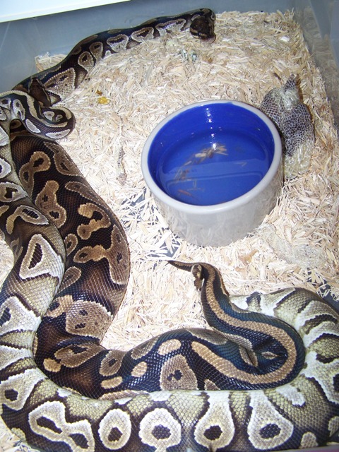 mojave and NF3
