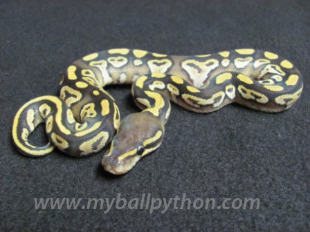 Mojave Ball Python