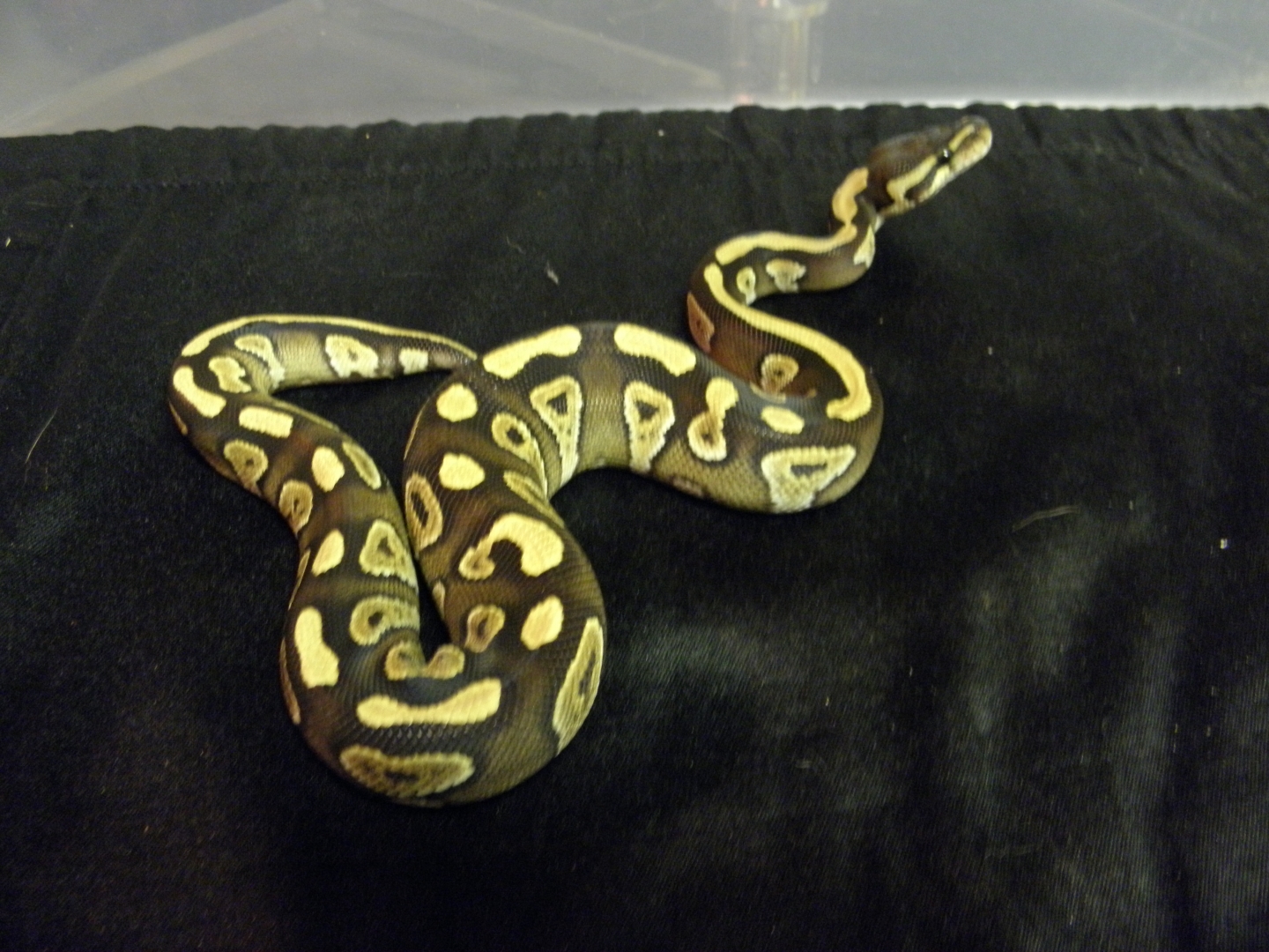 Mojave ball python