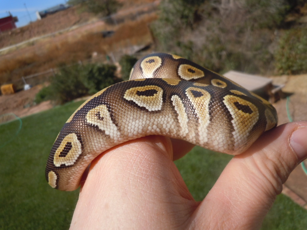 mojave female