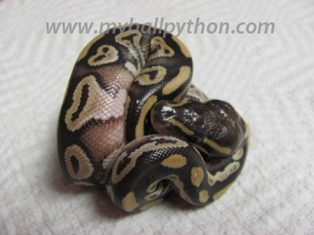 Mojave Male