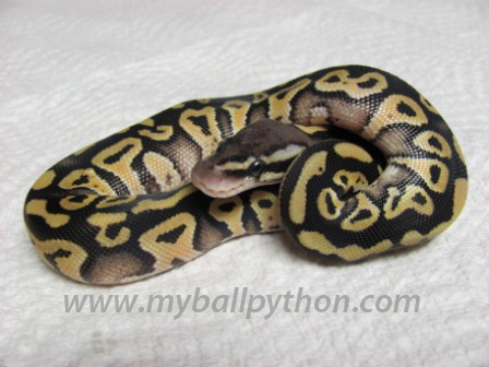 Mojave Male