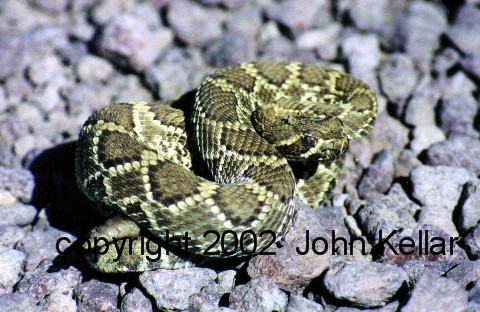 Mojave Rattlesnake