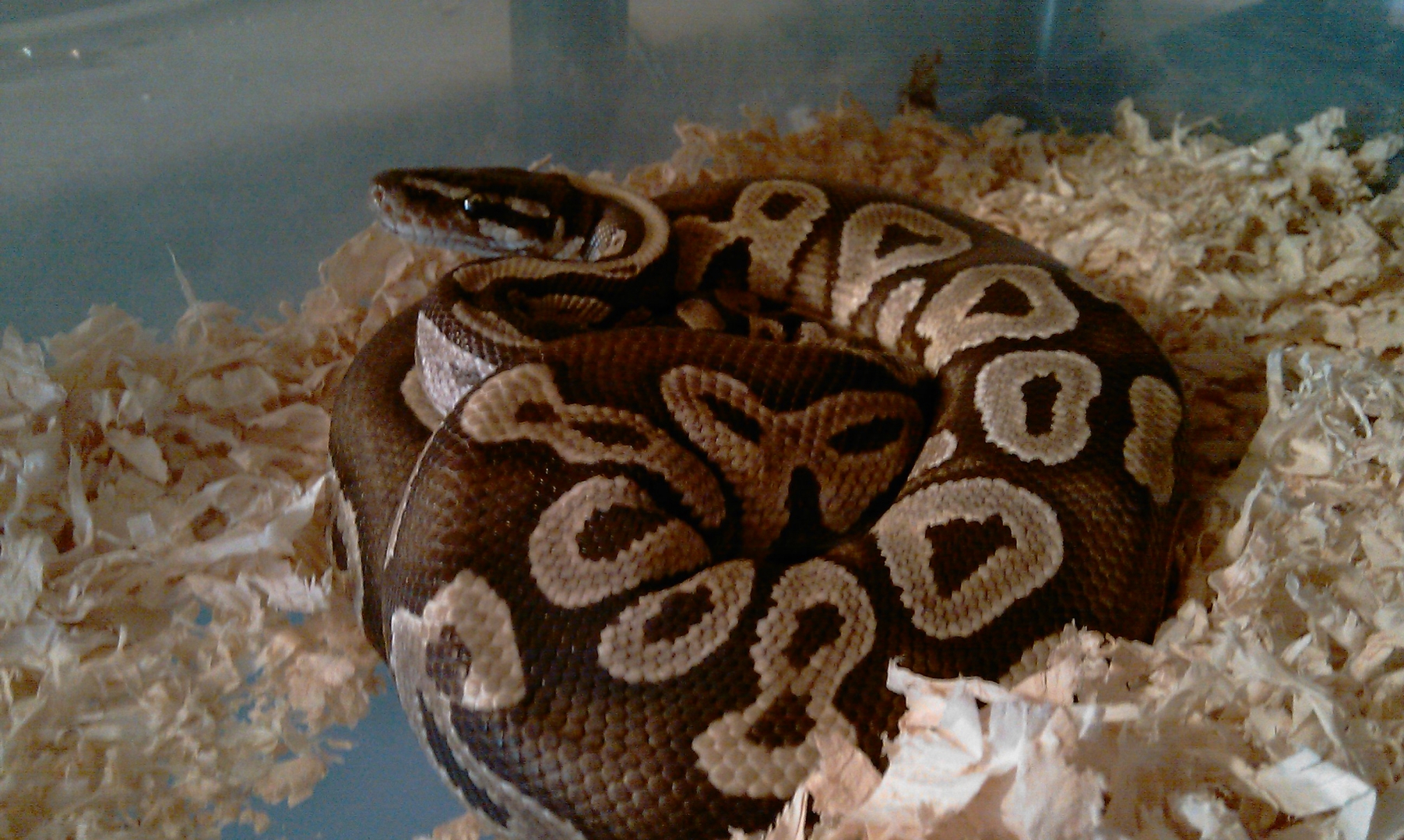 mojave