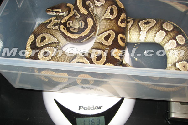 Mojave_1