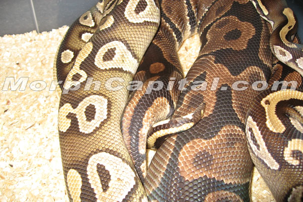 Mojave_2
