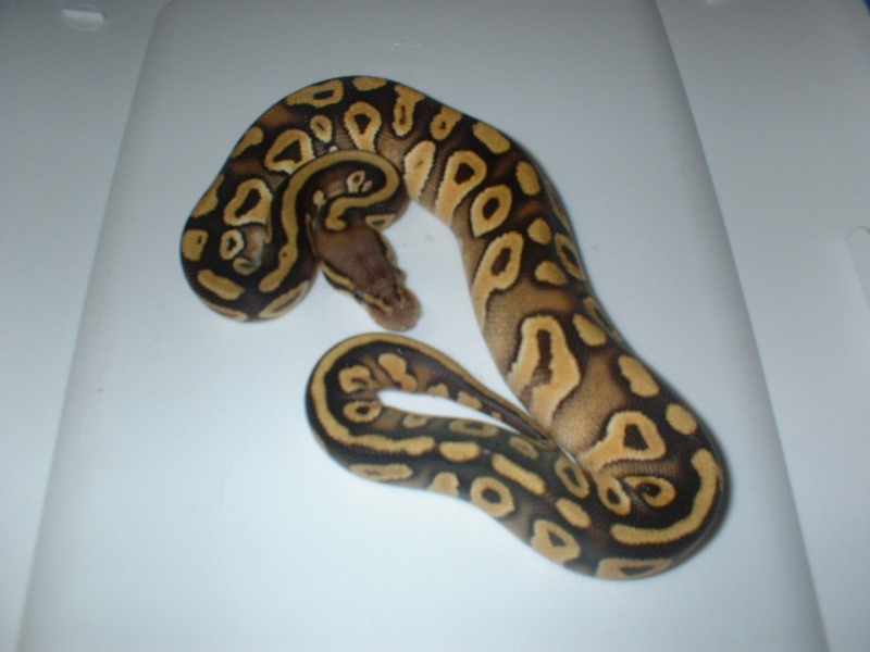 MOJAVES