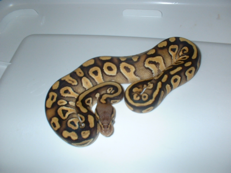 MOJAVES