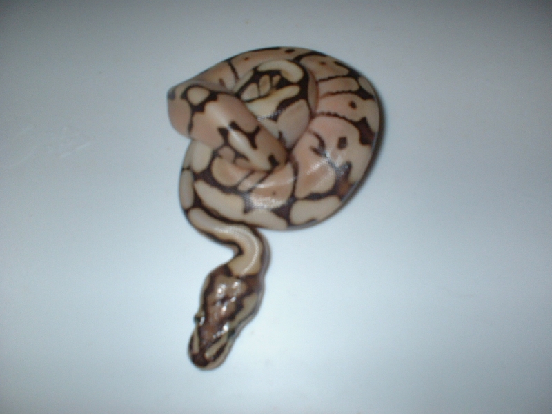 MOJAVES