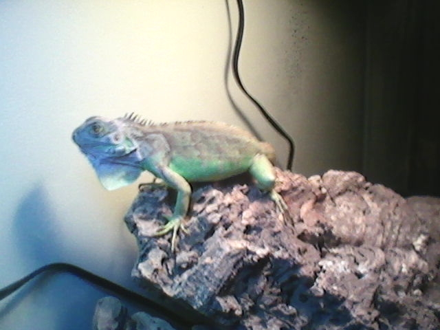 Mojo the Iguana