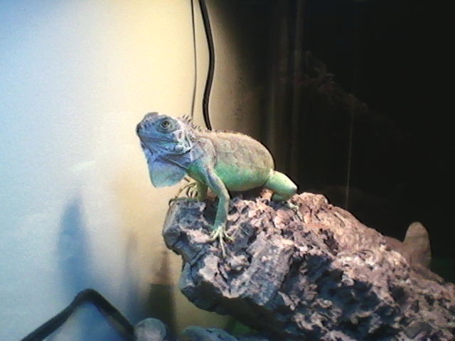 Mojo the Iguana