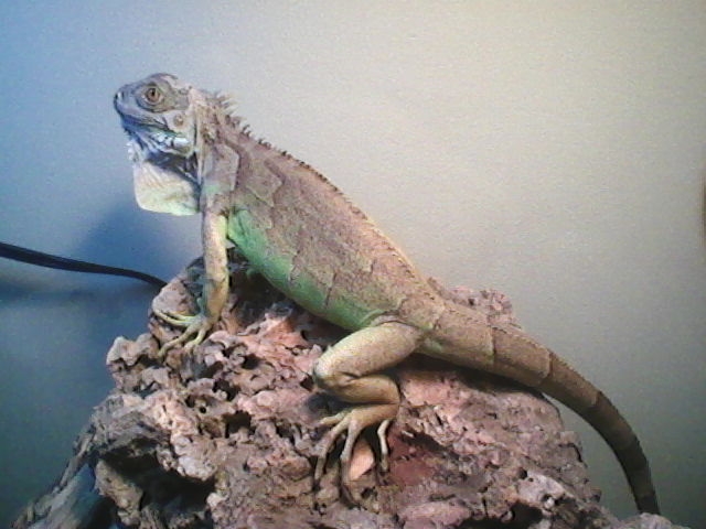 Mojo the Iguana