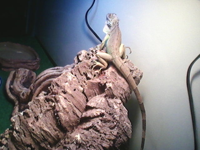 Mojo the Iguana
