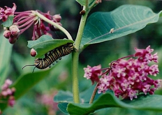 Monarch Caterpillar