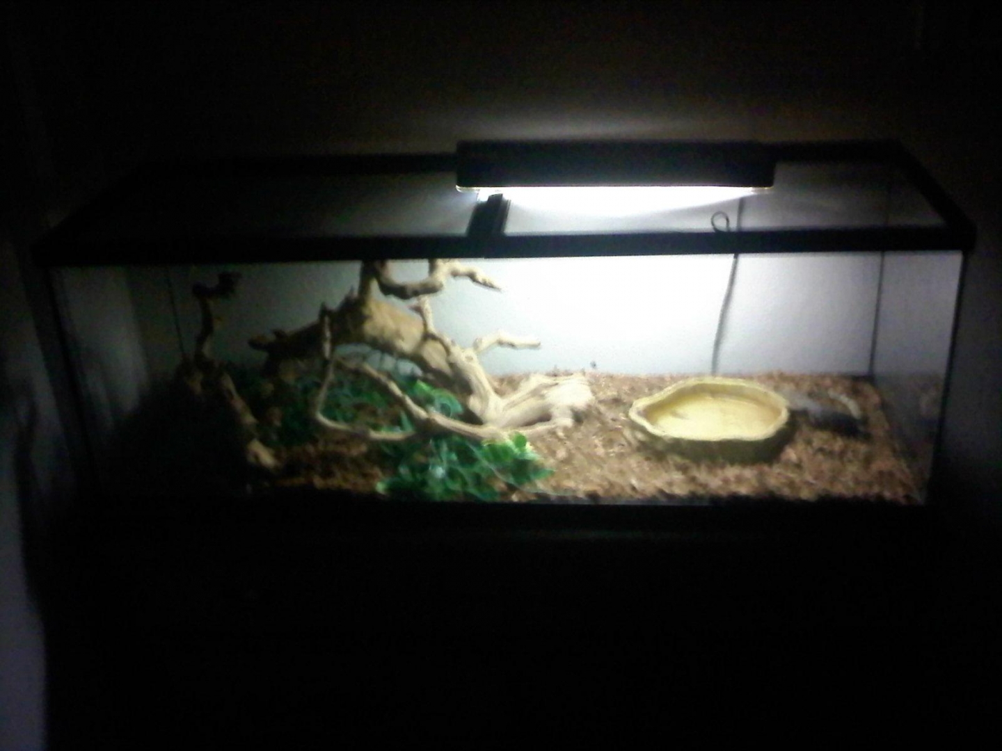 monitor's cage
