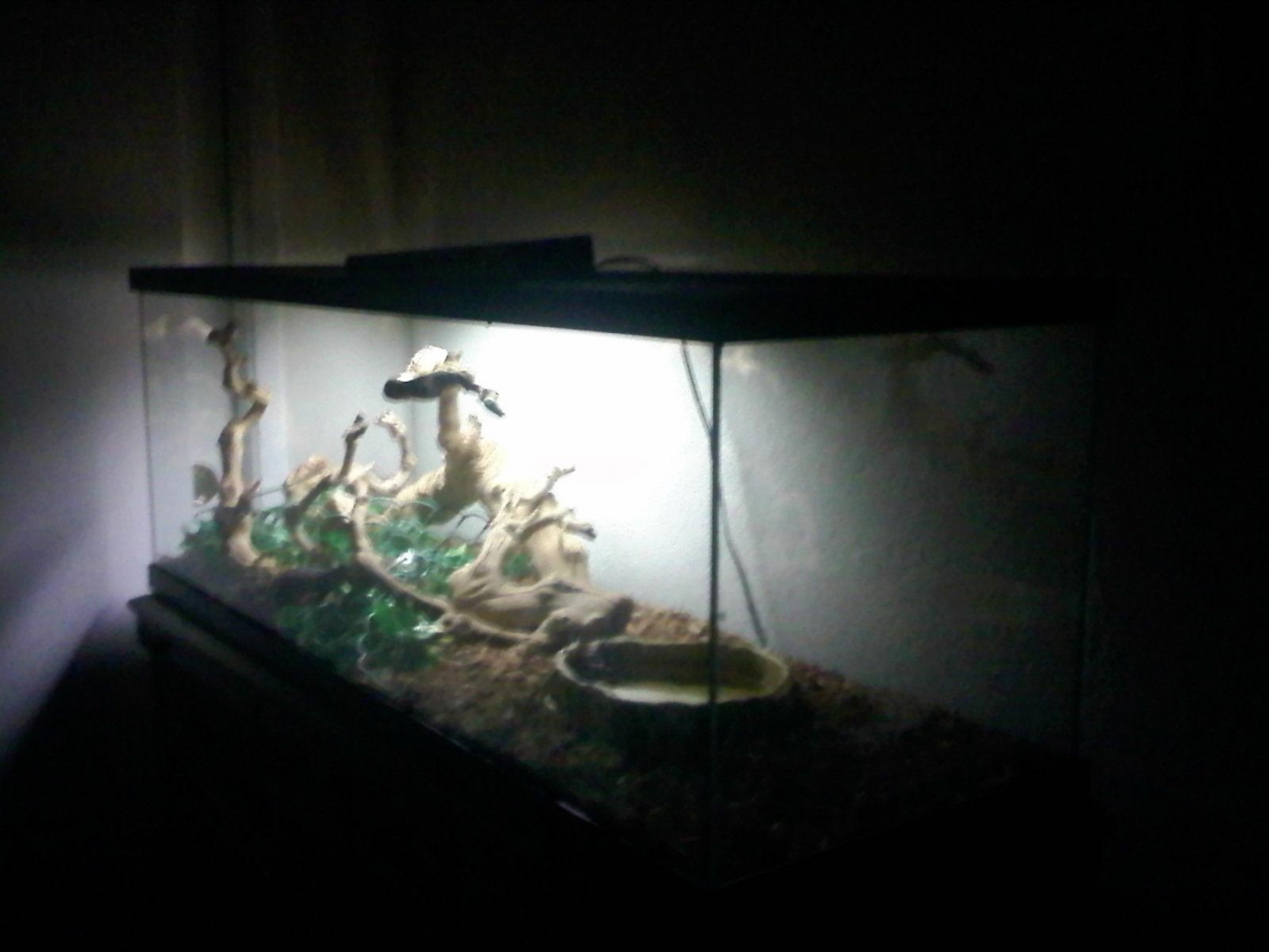 monitor's cage