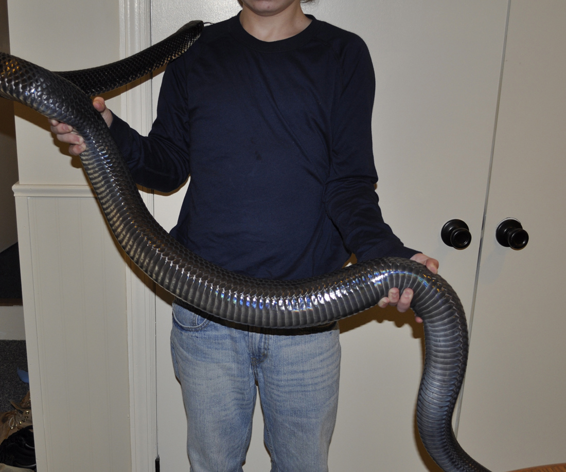 monster 24lb Drymarchon m.rubidus