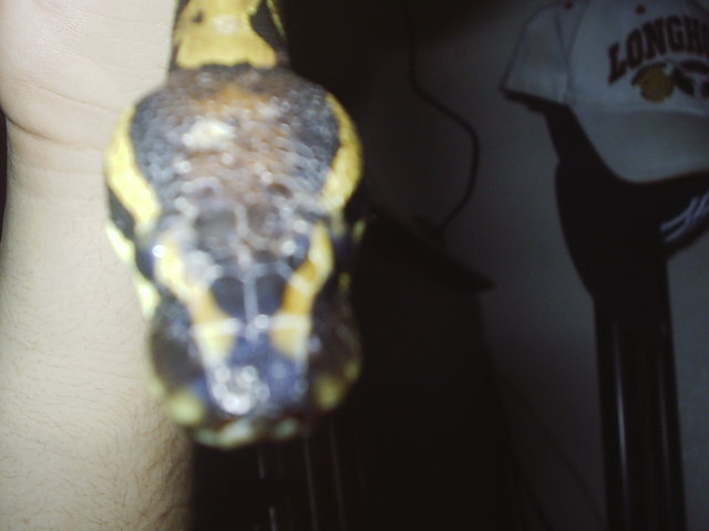 monte. head