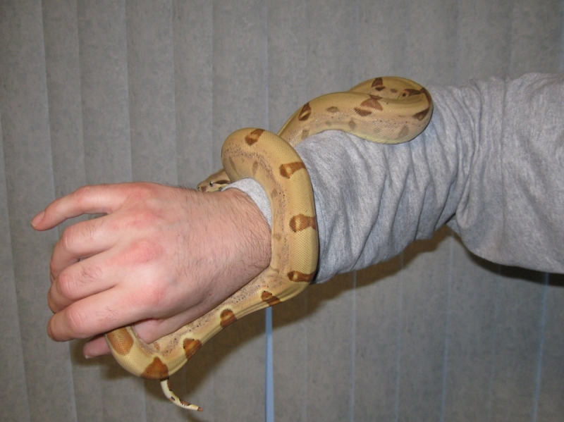 More Callisto freshly shed