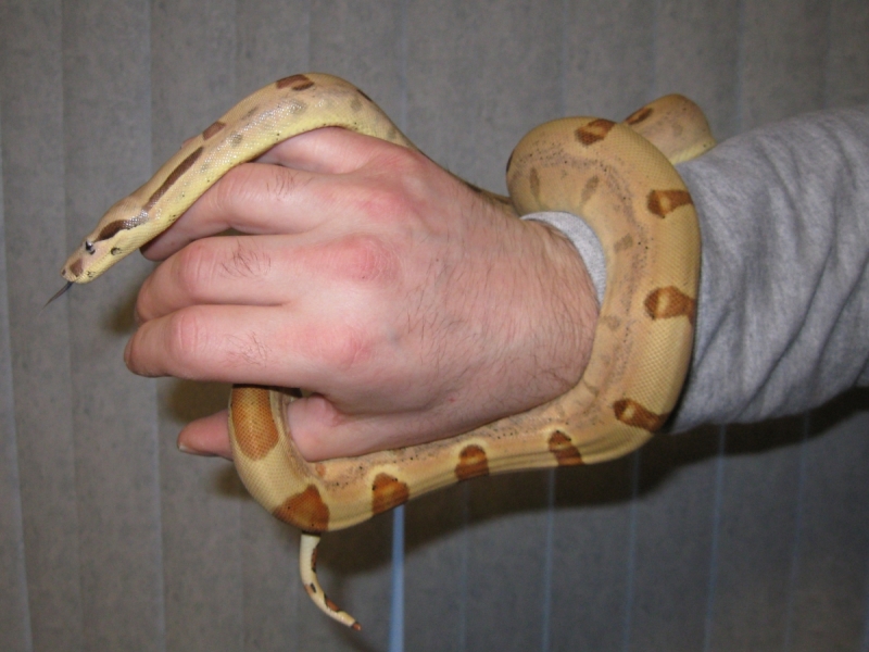 More Callisto freshly shed