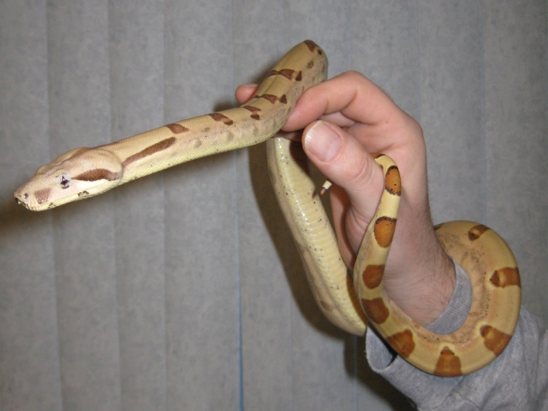 More Callisto freshly shed