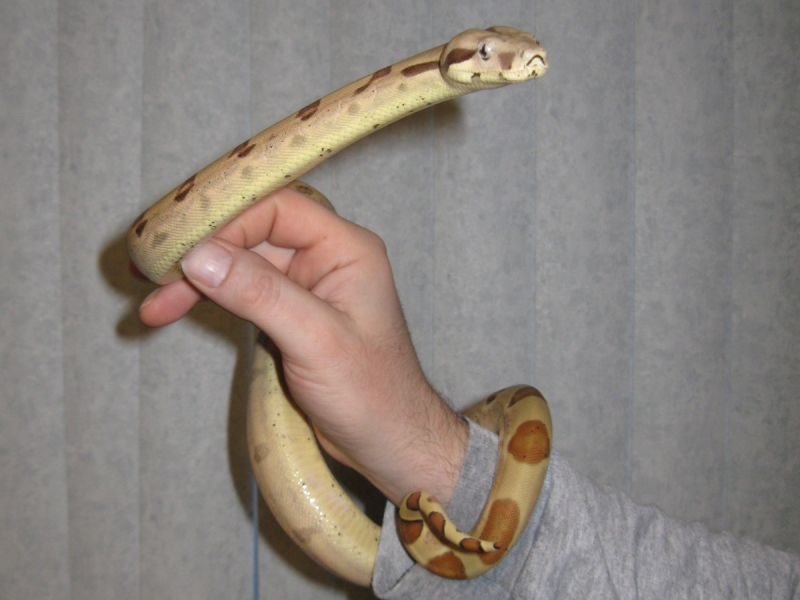 More Callisto freshly shed