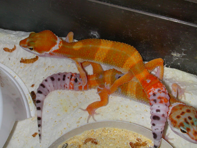 More Female Electra offspring