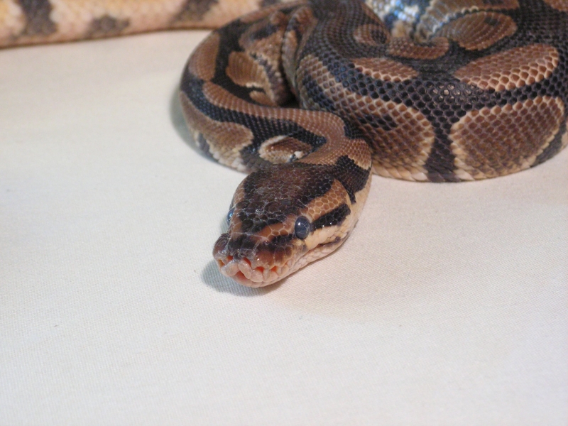 more of baby 2