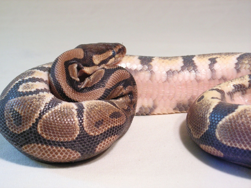 more of baby 3