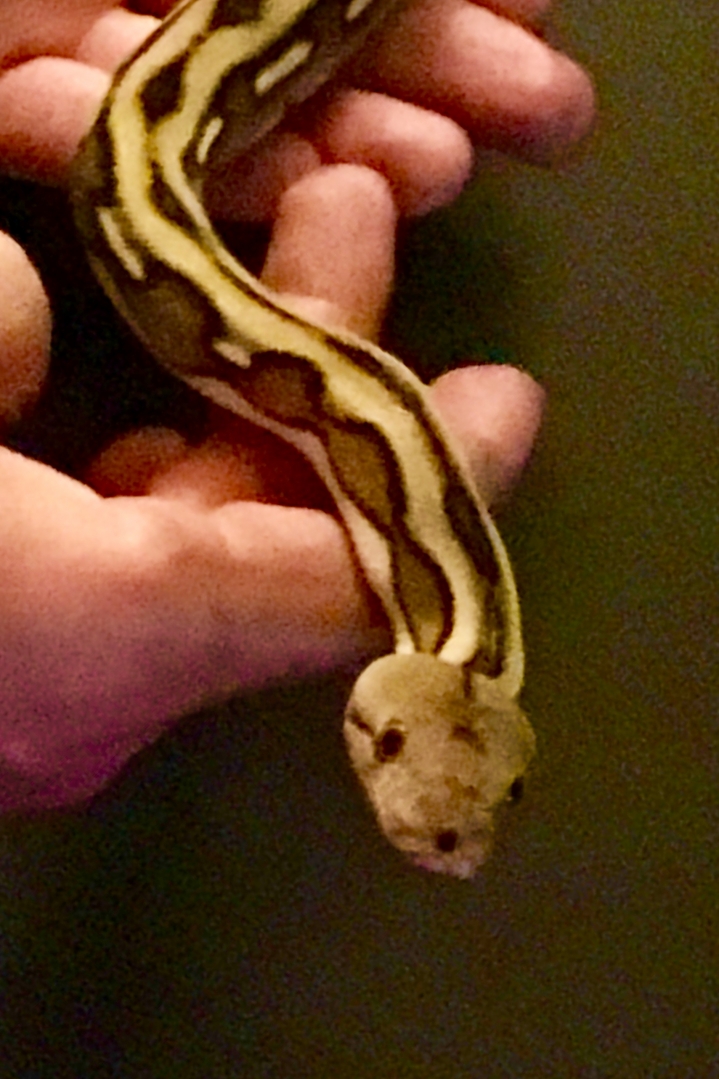 Morgan...my Platinum Tiger Retic
