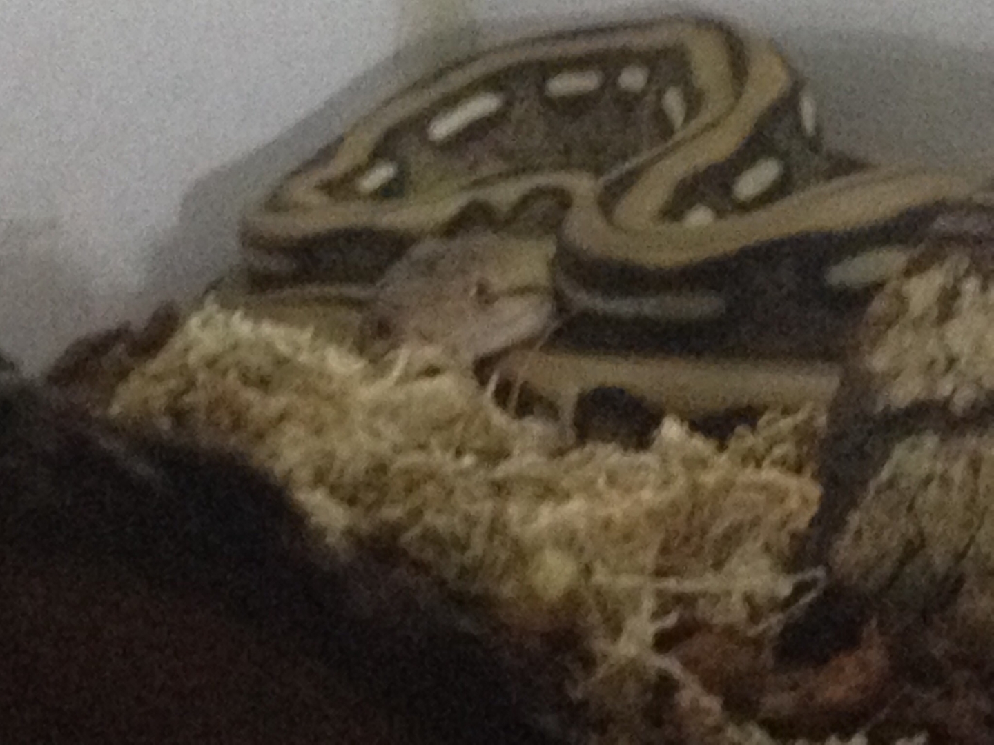 Morgan...my Platinum Tiger Retic