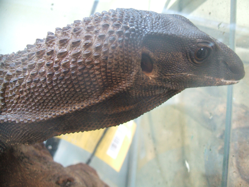 Morgan profile