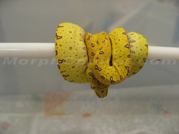 MorphCapital_GTP5