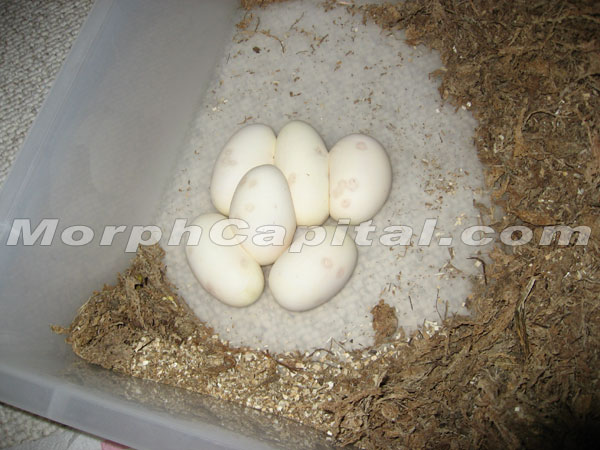 MorphCapital_PastaveEgg3