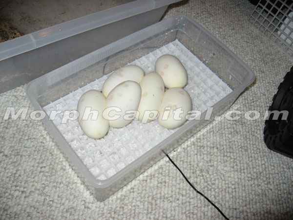 MorphCapital_PastaveEgg4