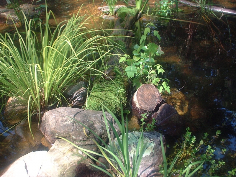 mossy log